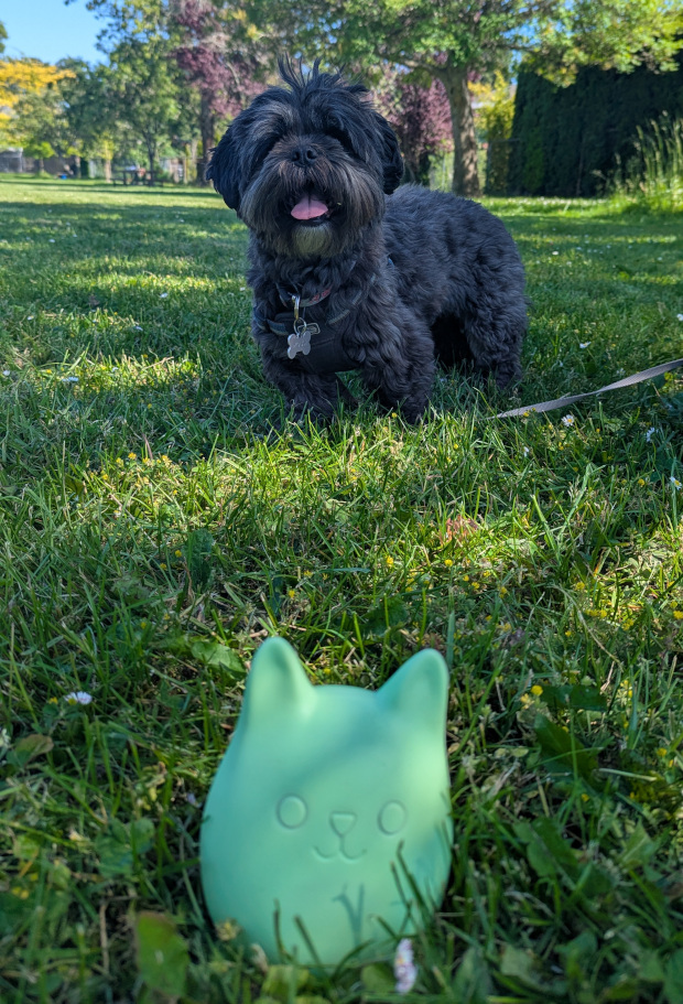 A dog standing on grass with a Purrfy in the foreground