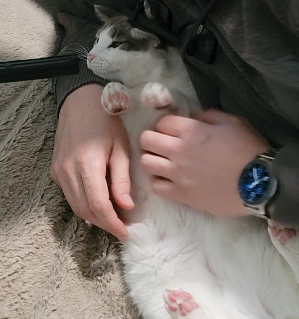 A cat being held by a person while its purrs are recorded by a microphone