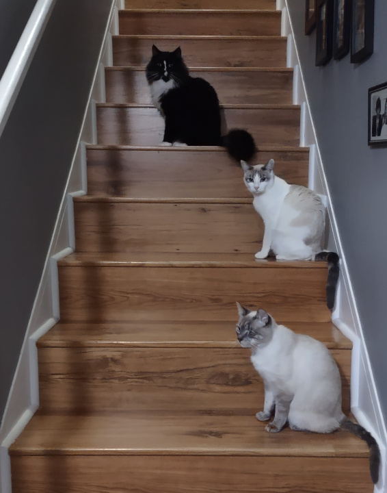 Three cats sitting on a flight of stairs